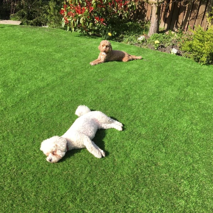 Pet 25mm - £13 per sqm