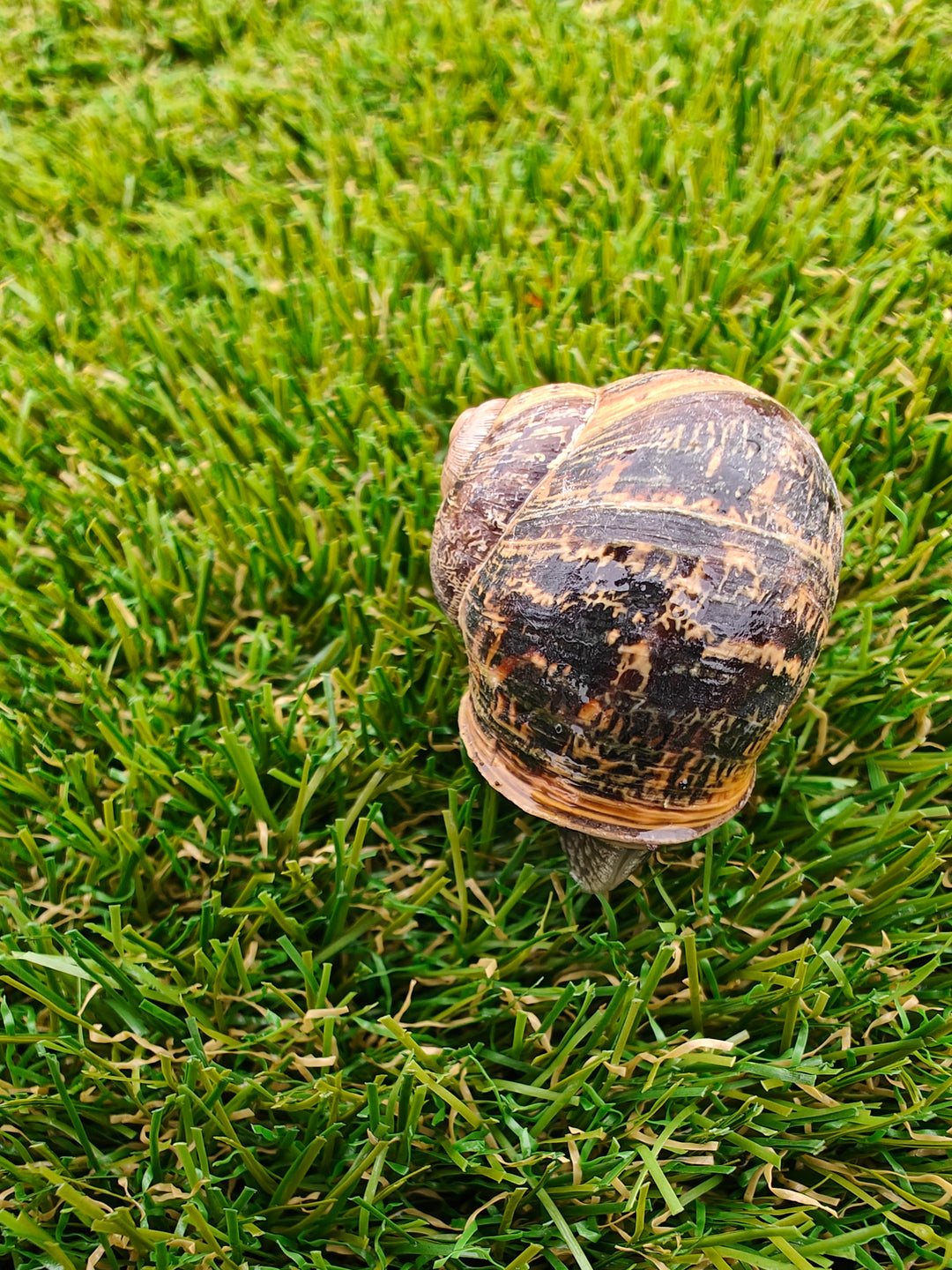 Helping wildlife flourish in your artificial grass garden