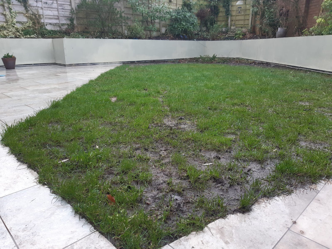 How to fix a patchy/muddy lawn