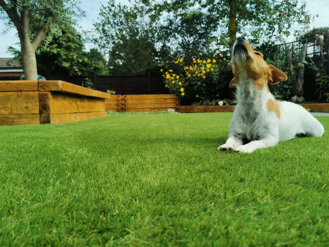 Artificial grass can help toilet train your dog