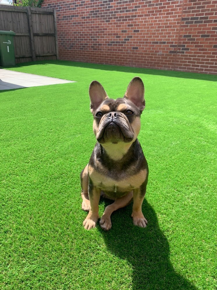 25mm Artificial Grass Clearance